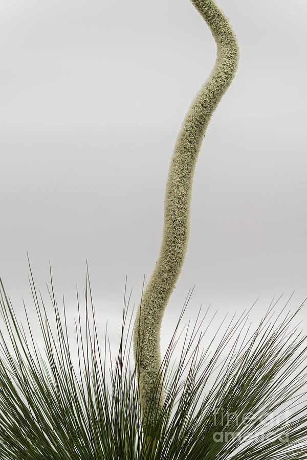 Xanthorrhoea 01 Photograph by Werner Padarin