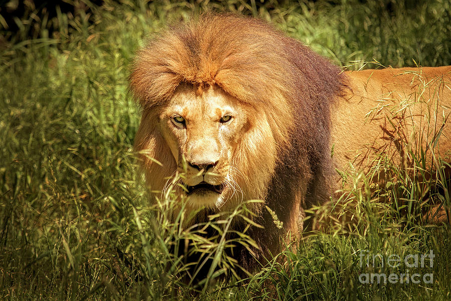 Xerxes Black Maned Lion Photograph by Sonya Lang
