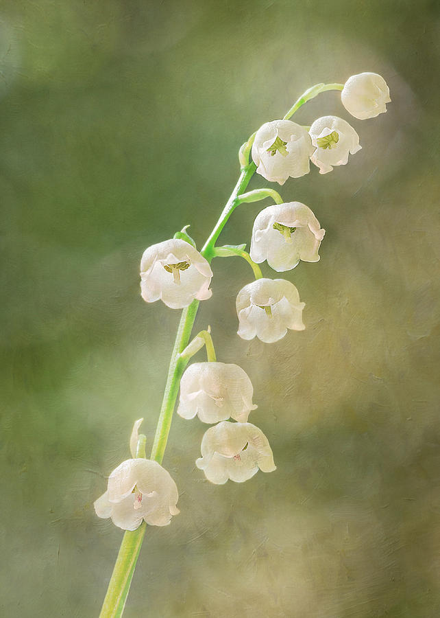 Lily of the Valley Photograph by Patti Deters