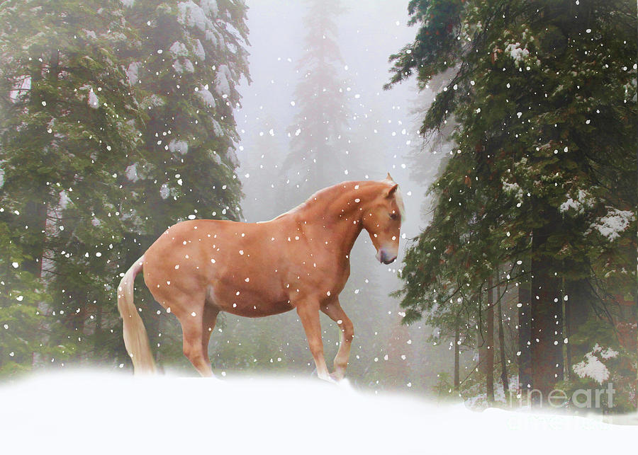 Horse Photograph - Xmas Horse by Stephanie Laird