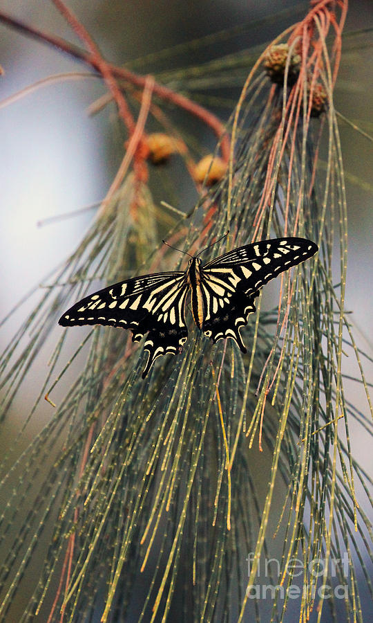Xuthus Butterfly Photograph by Jennifer Robin