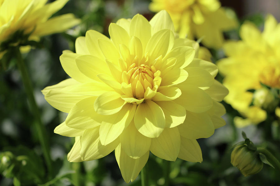 XXL Durango Dahlia 001 Photograph by Di Designs - Pixels