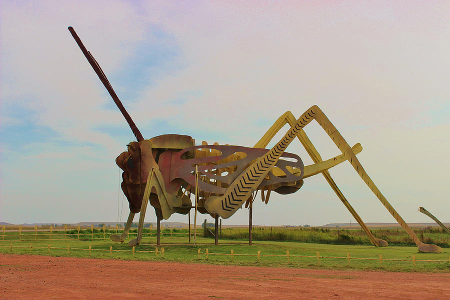 HUGE Hopper Photograph by Thomas Preston | Fine Art America