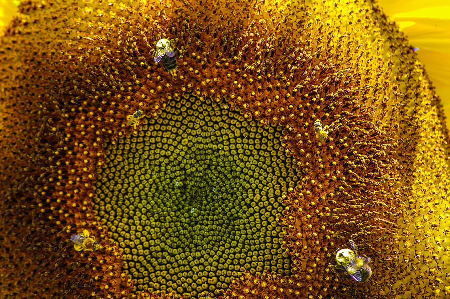 XXL sunflower core Photograph by Gerald Kloss