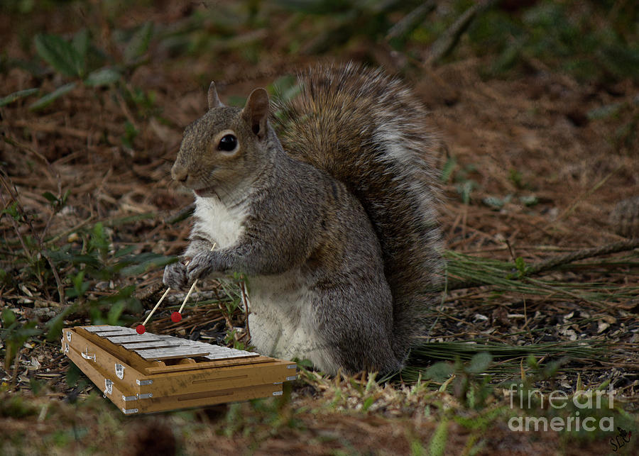 Xylophone Player Photograph by Sandra Clark
