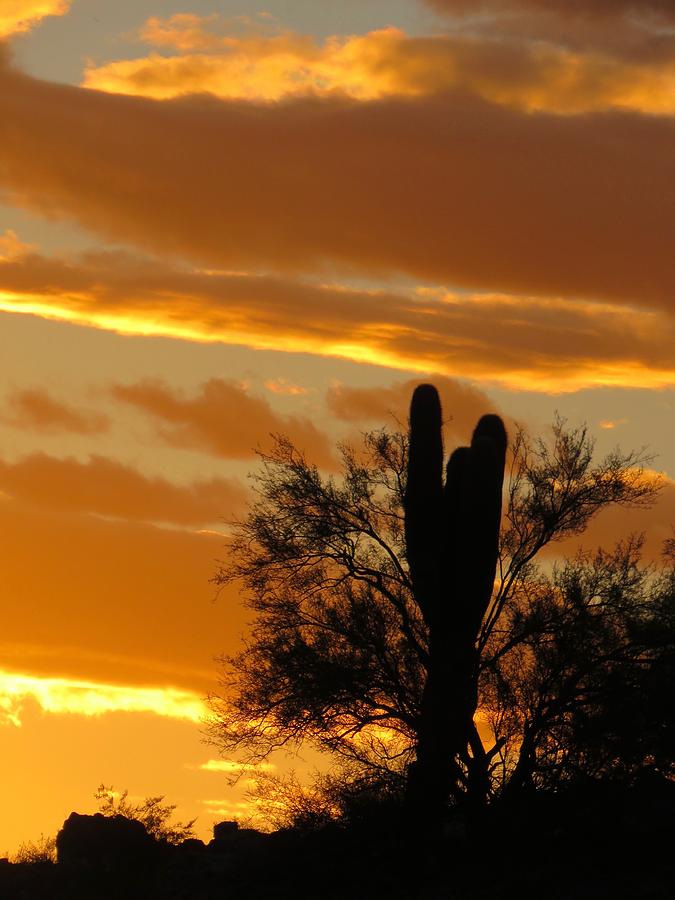 Y Cactus Sunset 8 Photograph by Judy Kennedy