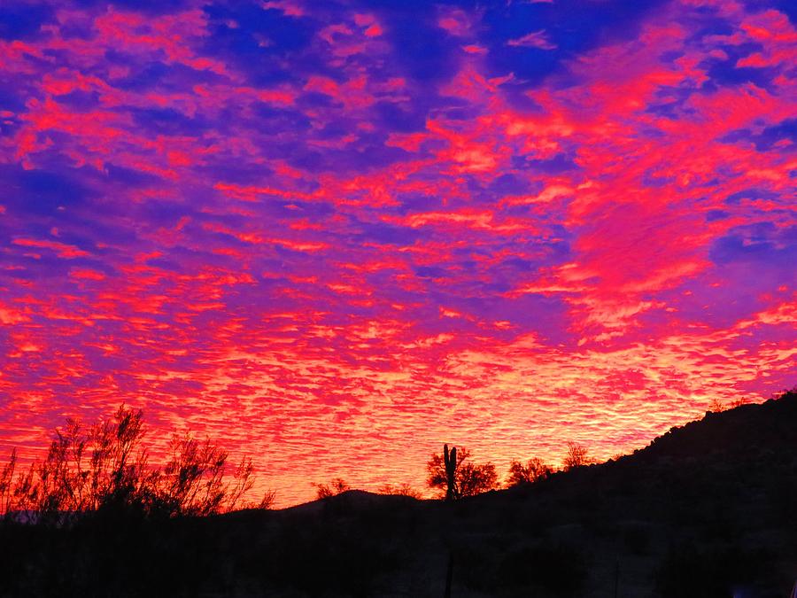 Y Cactus Sunset 1 Photograph by Judy Kennedy