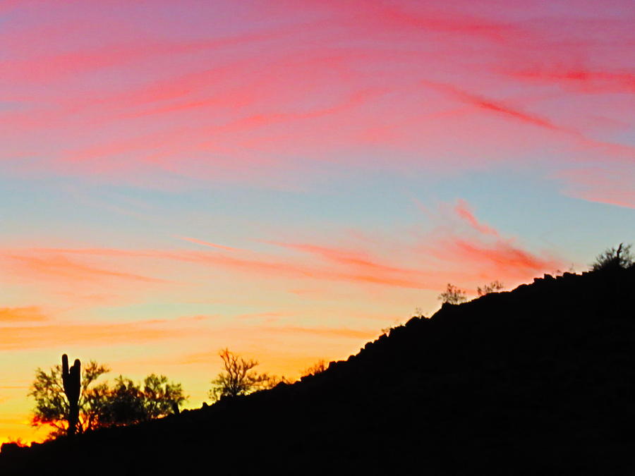 Y Cactus Sunset 9 Photograph by Judy Kennedy
