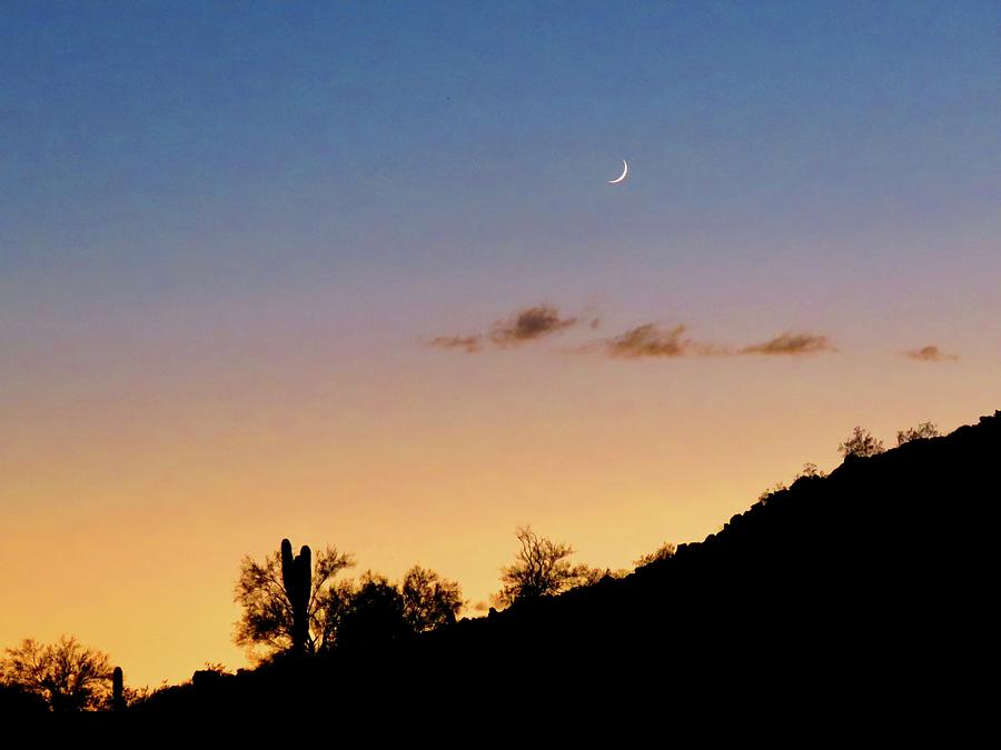 Y Cactus Sunset Moonrise Photograph by Judy Kennedy