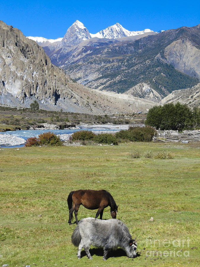 Mountain Painting - Yak and Horse by Samanvitha Rao