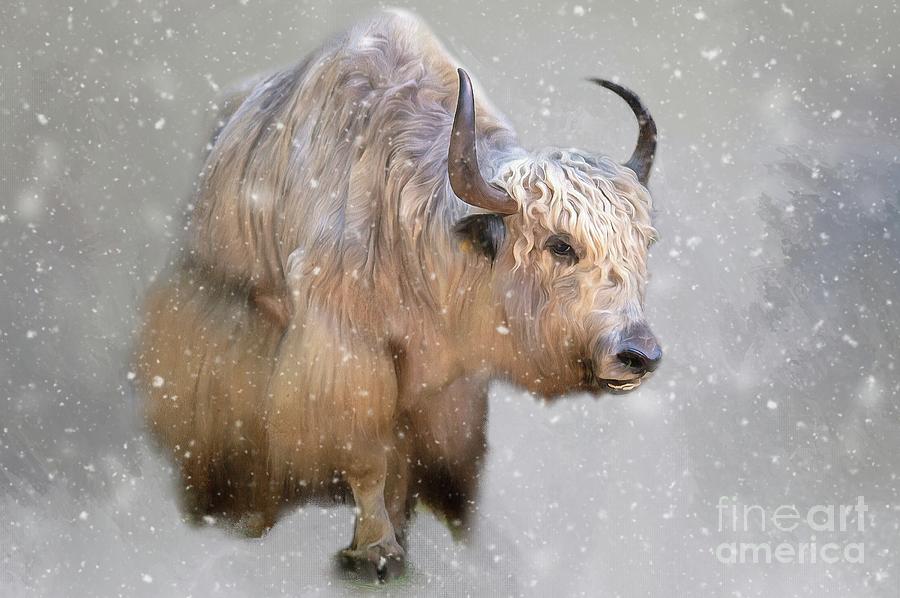 Yak in a Snowstorm Mixed Media by Eva Lechner