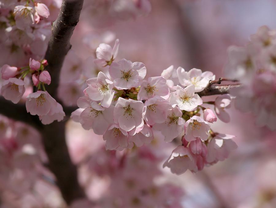 Yakima Valley cherry blossoms Photograph by Lynn Hopwood