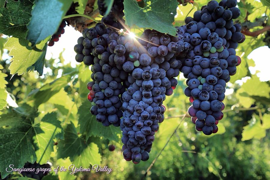 Yakima Valley grapes Photograph by Lynn Hopwood