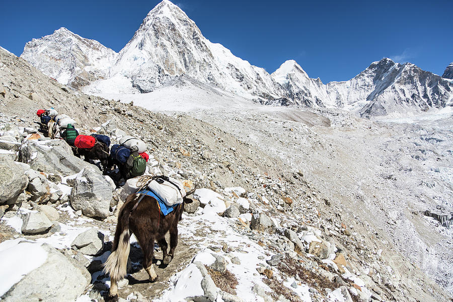 Yaks carrying material to the Everest base camp Photograph by Didier Marti