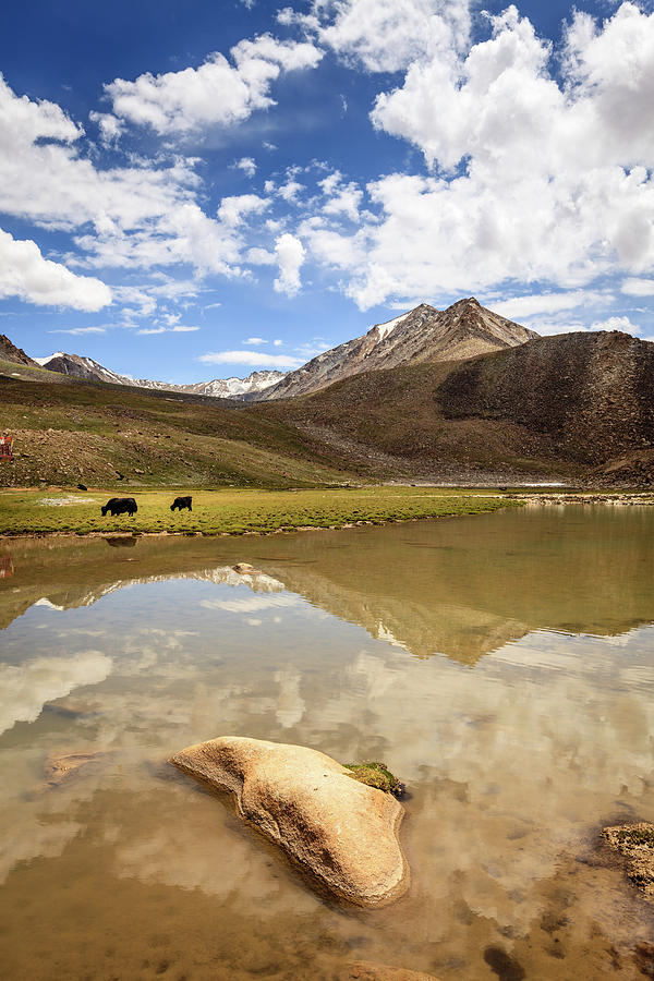 Yaks in Ladakh Photograph by Alexey Stiop