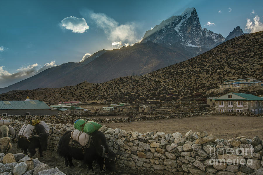 Mountain Photograph - Yaks Moving Through Dingboche by Mike Reid