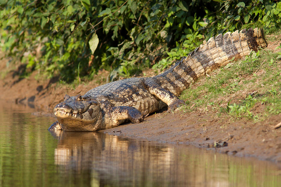 Alligator Crawling into Yakuma River Photograph by Aivar Mikko