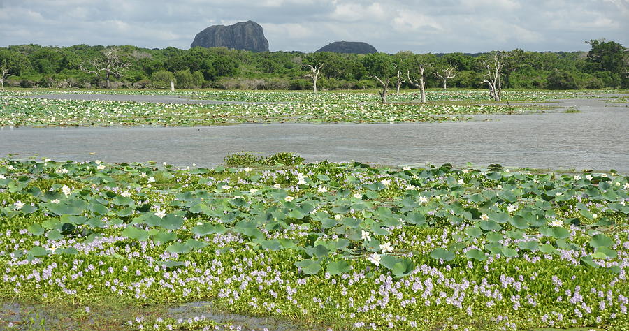 Yala Photograph - Yala National Park by Olaf Christian Yala Photograph - Yala National Park by Olaf Christian