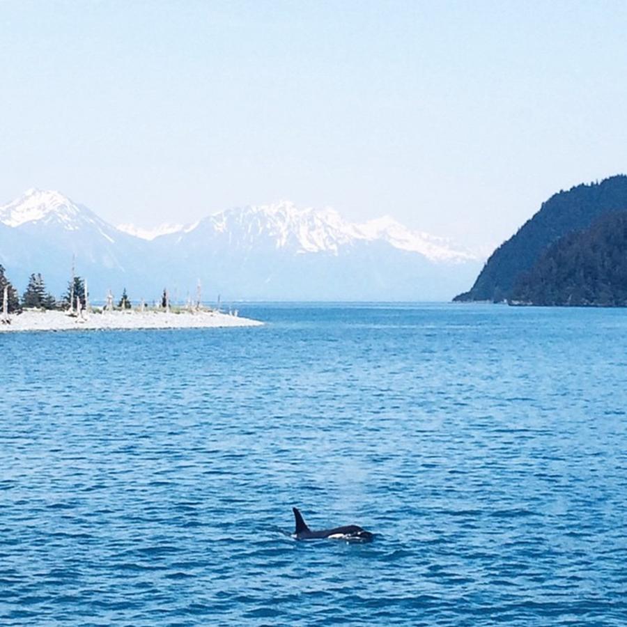 Killerwhale Photograph - Yall My Dream Of Seeing An Orca In The by Kristen Holbrook