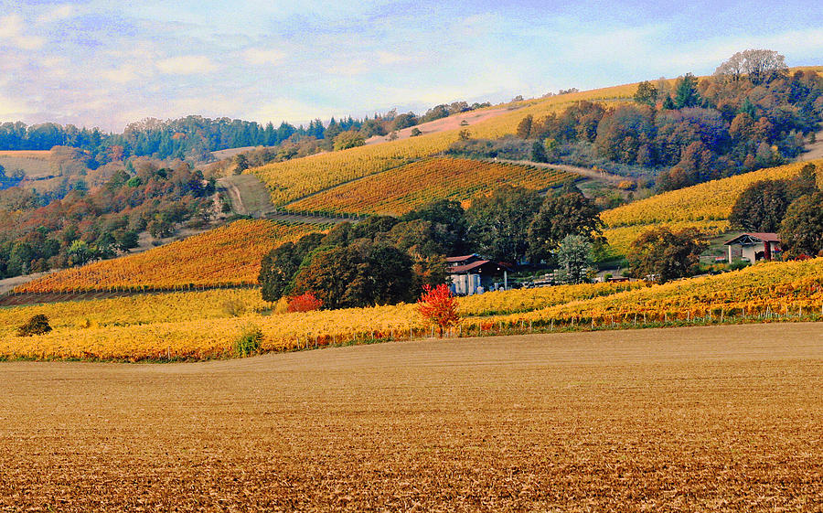 Yamhill Valley Vineyards Photograph by Margaret Hood
