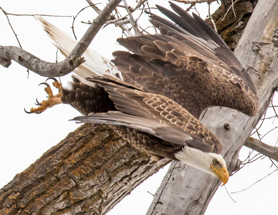 Yampa Perch  Photograph by Kevin Dietrich