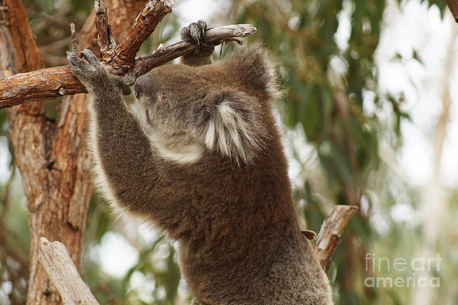 Yanchep Koala Photograph by Cassandra Buckley