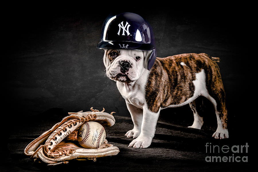 Baseball Photograph - Yankee Bulldog by Jt PhotoDesign