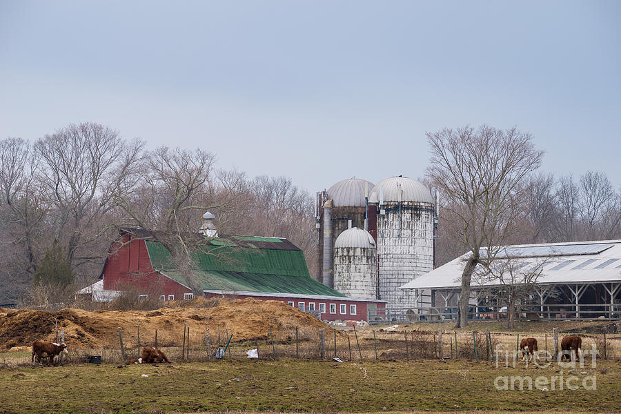 Cow Photograph - Yankee Farmlands No 27 - Springtime in New England by JG Coleman