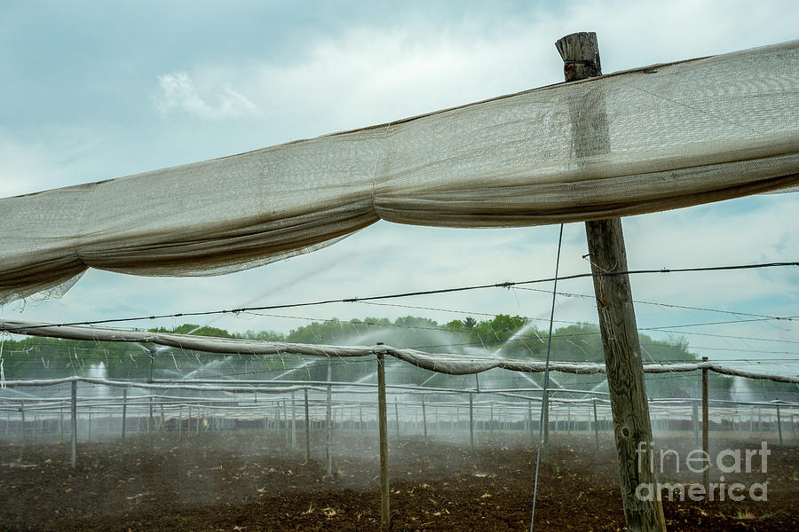 Yankee Farmlands No 29 - Windsor Shade Tobacco Fields Photograph by JG Coleman