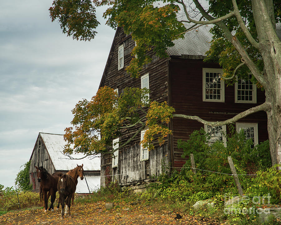 Yankee Farmlands No 41 - Horses in New England Photograph by JG Coleman