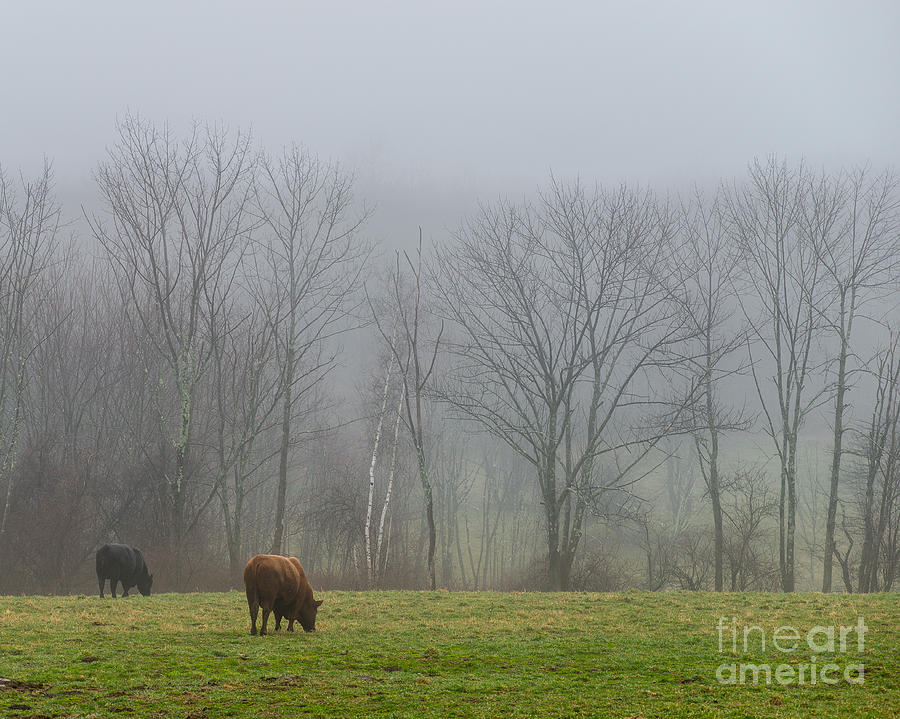 Yankee Farmlands No 60 - Cows on Foggy Pasture Photograph by JG Coleman