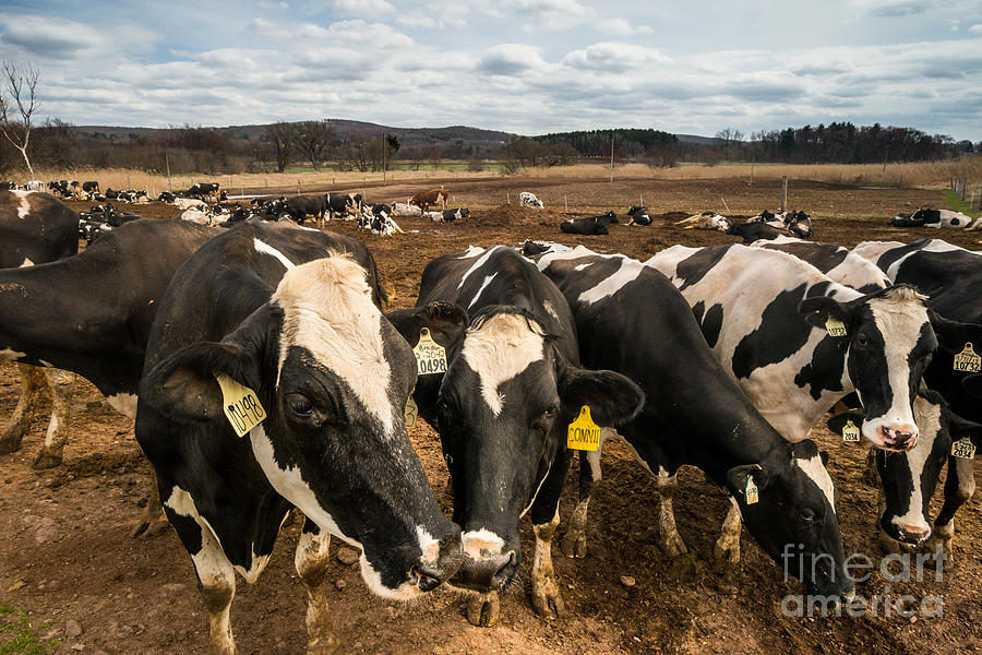 Yankee Farmlands No 61 - Cows on New England Dairy Farm Photograph by JG Coleman