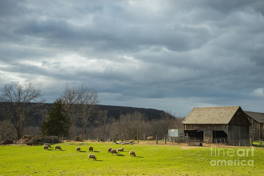 Yankee Farmlands No 62 - Sheep on Springtimr Pasture Photograph by JG Coleman