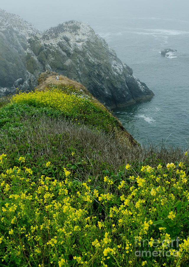 Yaquina Head Oustanding Natural Area Photograph by Nick Boren