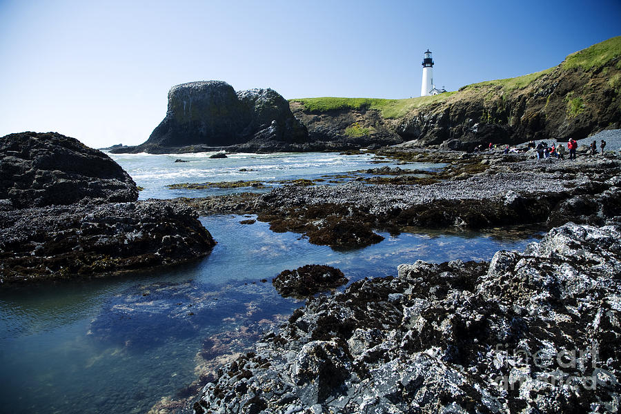 Yaquina Head Lighthouse Photograph by Peter French - Printscapes
