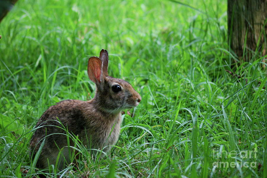 Yard Bunny Photograph by Randy Bodkins
