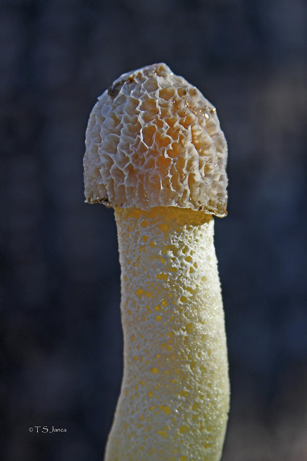 Yard Fungus  Photograph by Tom Janca
