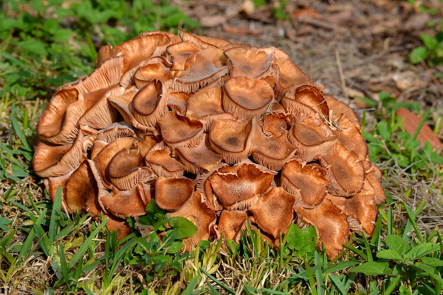 yard-mushrooms-photograph-by-roy-erickson-fine-art-america