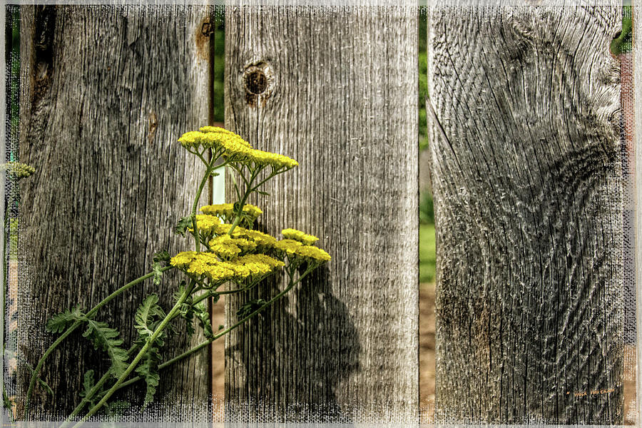 Flowers Still Life Photograph - Yarrow and the Old Fence by Mick Anderson