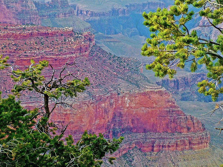 Yavapai Point Trees and Canyon Wall on South Rim of Grand Canyon National Park-Arizona  Photograph by Ruth Hager