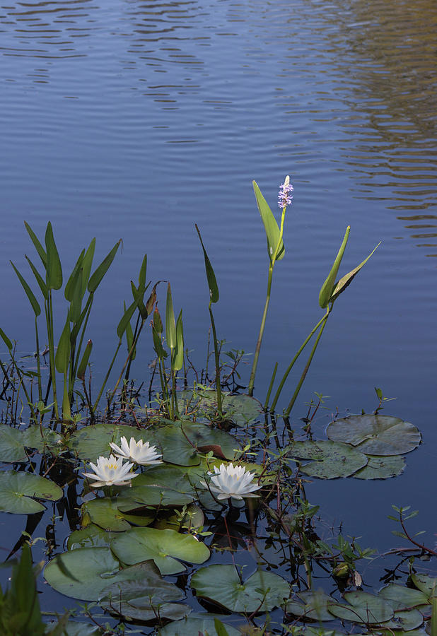 Yawkey Wildlife Reguge Water Lilies with Rare Plant Photograph by Suzanne Gaff
