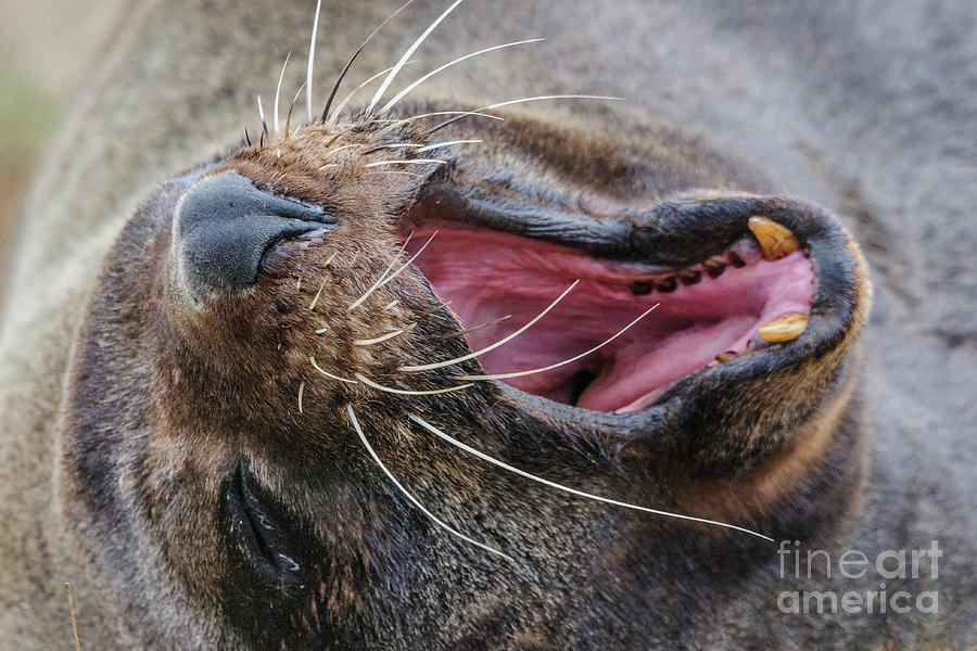 Yawn ... SO Boring Photograph by Werner Padarin