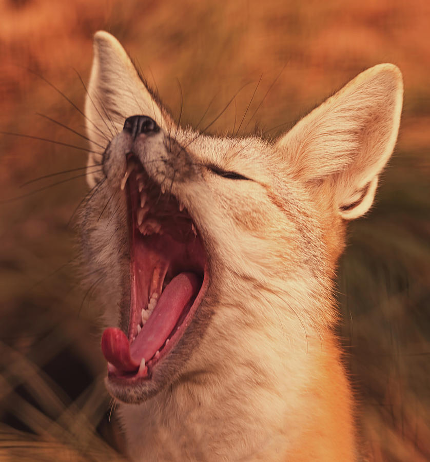 Yawn  Photograph by Brian Cross