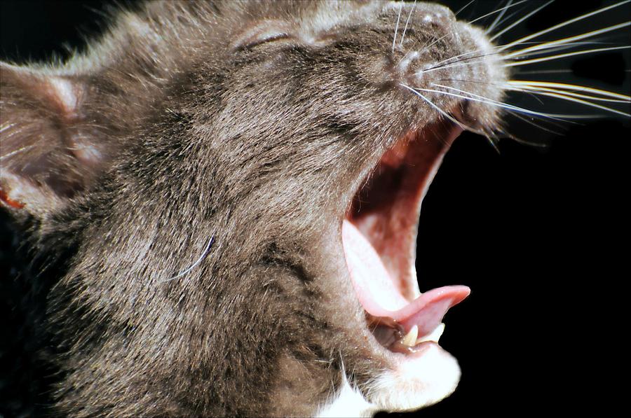 Cat Singing Opera Photograph by Diana Angstadt