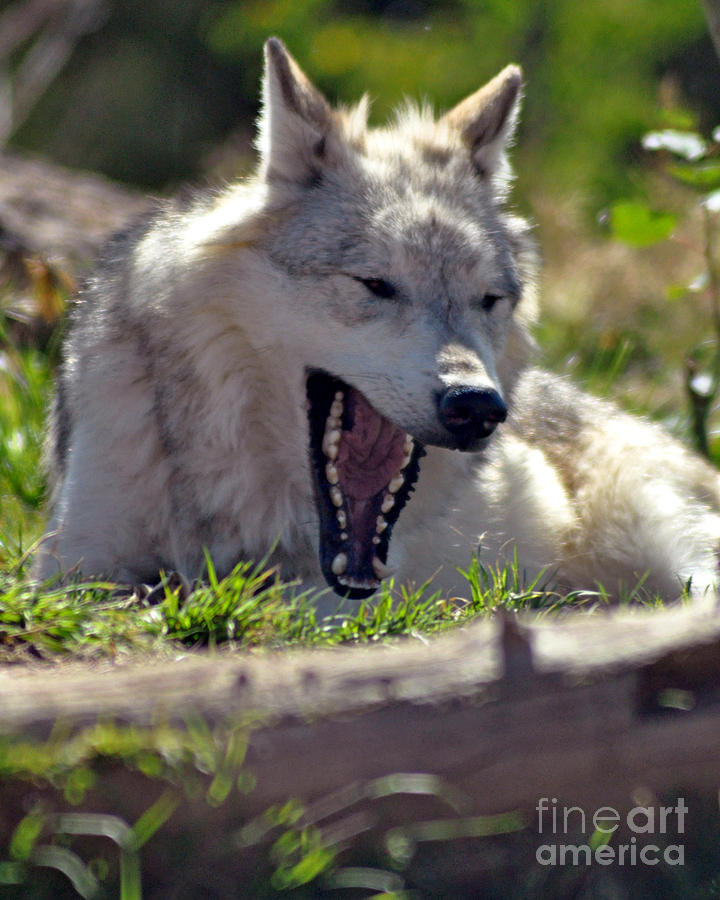 Yawn Photograph by Diane E Berry