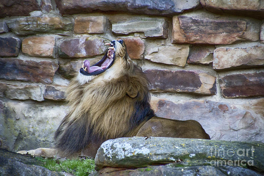 Yawn Photograph by Douglas Barnard