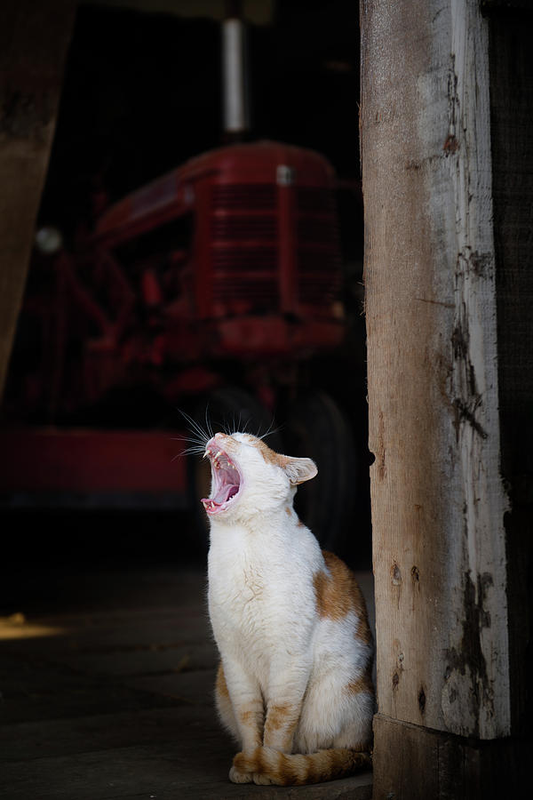 Yawning Barn Cat and Tractor Photograph by Dennis Dame