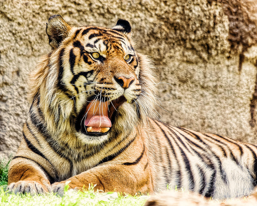 Animal Photograph - Yawning Bengal Tiger by Jon Woodhams