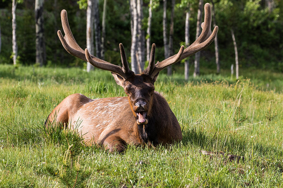 Yawning Bull Elk Photograph by Mindy Musick King