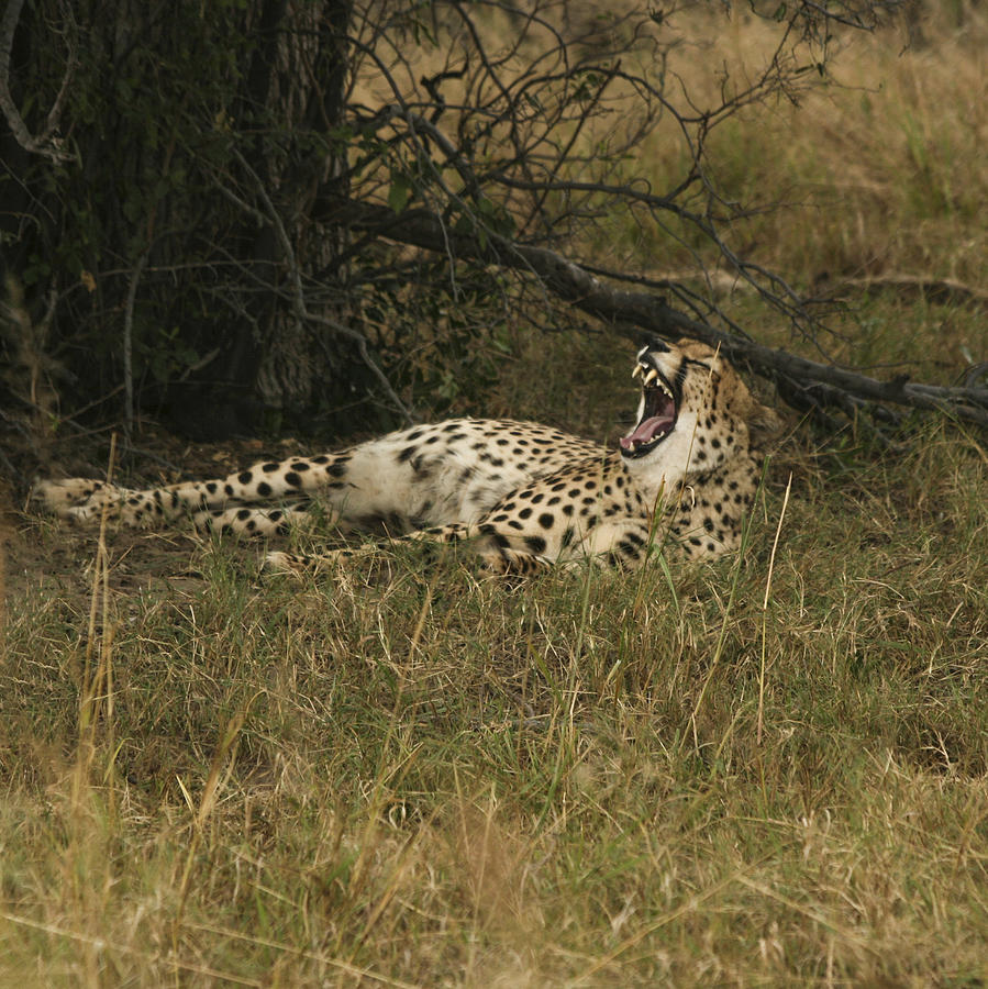 Yawning Cheetah  Photograph by Karen Zuk Rosenblatt